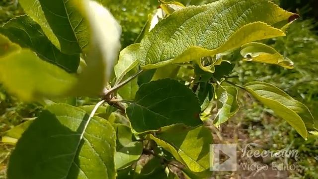 Саженцы груши. Открытая корневая система. Методы стимуляции саженца. смотреть онлайн