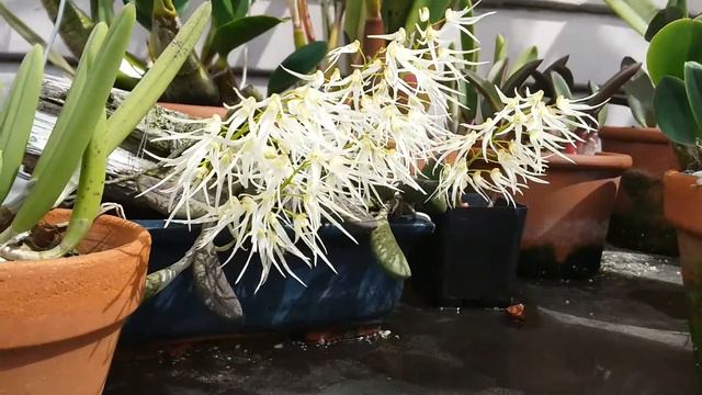 Orchids.. Dendrobium linguifforme growing outside in coastal southern California смотреть онлайн