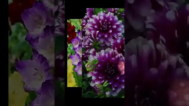 Группа Экспресс поет песню "Цветочки- лютики" смотреть онлайн