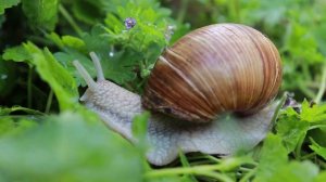 ИНТЕРЕСНЫЕ ФАКТЫ ОБ УЛИТКАХ!