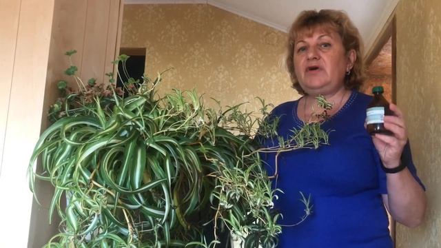 Цветы в доме Защита от Белокрылки и вредителей зимой смотреть онлайн