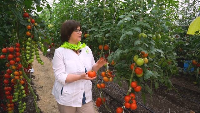Томаты, устойчивые к болезням. Урожайный крупноплодный томат для выращивания в теплице. смотреть онлайн
