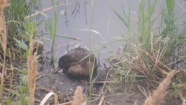 Орнитоз у уток смотреть онлайн