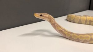 ТОП 5 самых опасных и ядовитых животных в Panteric