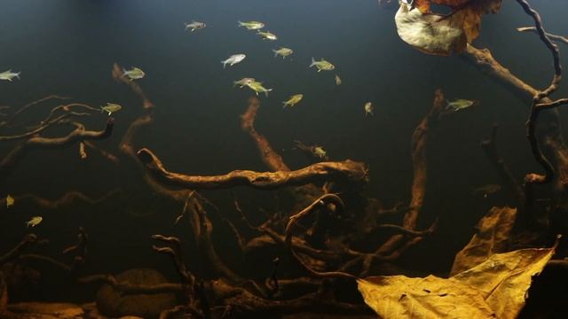 Lemon Tetra Blackwater Fish Tank Setup | Juwel Rio 450 LED смотреть онлайн