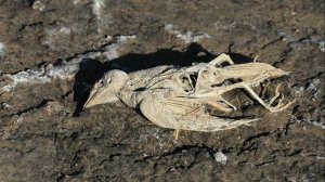 Жуткое Озеро Натрон,Превращающее Всё Живое В Камень