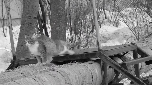 Социальная реклама - Помоги бездомным животным! смотреть онлайн