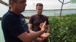 Принципы кормления томата. Михаил Геннадьевич продолжает)