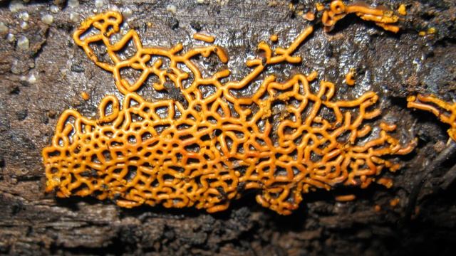 Plasmodiocarp | Wikipedia audio article смотреть онлайн