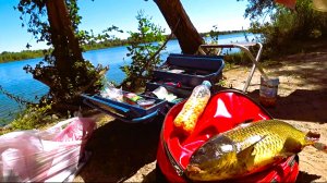 ОТДЫХ НА ДОНУ.Рыбалка на САЗАНА КАРАСЯ 2024