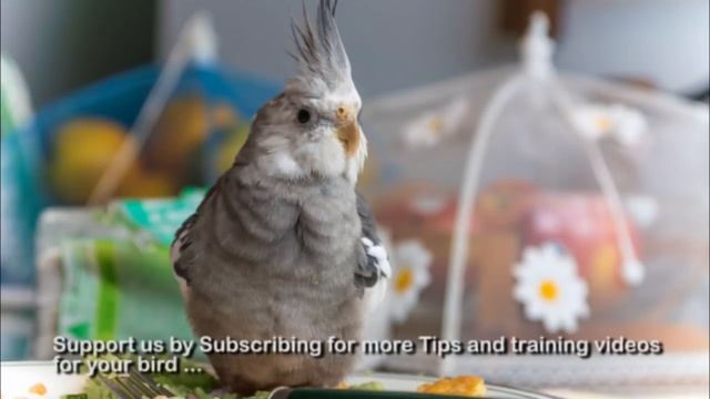 Cockatiel training sound Twinkle Twinkle Little Star смотреть онлайн