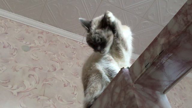 КОШКА МУСЯ НЕ ЛЮБИТ, КОГДА МЫ УХОДИМ! КУСАЕТСЯ! смотреть онлайн