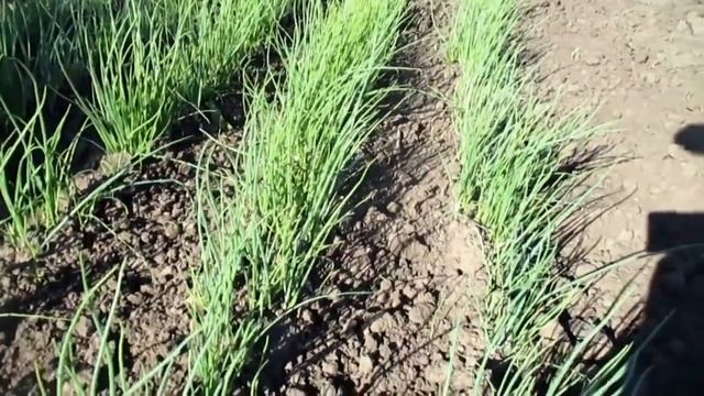 Рыхление междурядья лука севка смотреть онлайн