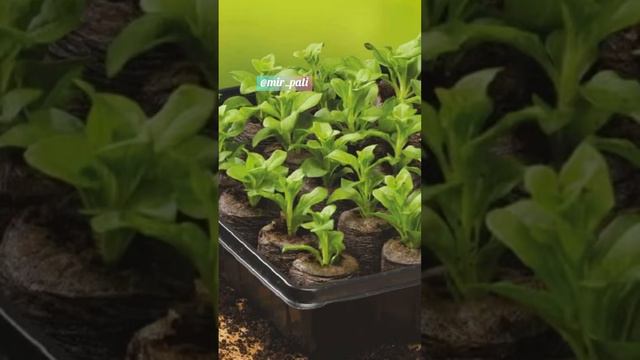 СРОКИ ПОСЕВА НА РАССАДУ смотреть онлайн