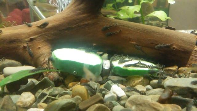 Кормление малька анциструса огурцом смотреть онлайн