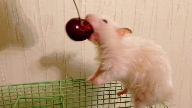 БОЕВОЙ НАСТРОЙ ХОМЯКА !!! )))))))))))))))))))))) смотреть онлайн