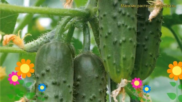 Огурец Стрекоза (Огурец). Краткий обзор, описание характеристик, где купить семена cucumis sativus смотреть онлайн