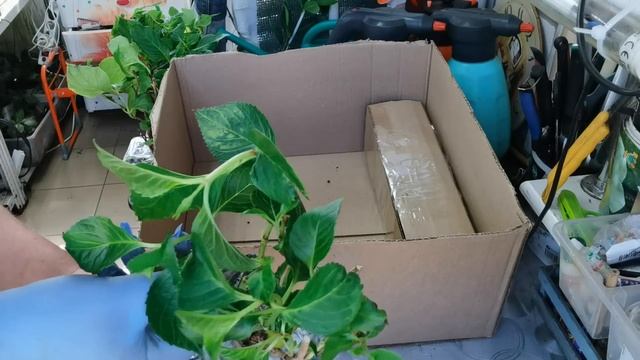 Гортензии прямо из Европы. Распаковка с сайта Цветочные мечты. Было 64 гортензии, а стало 70 шт. смотреть онлайн