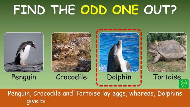Find the ODD ONE OUT - GK Quiz on Animals: Part 1 | Choose the Odd one Out in this Animal Quiz смотреть онлайн