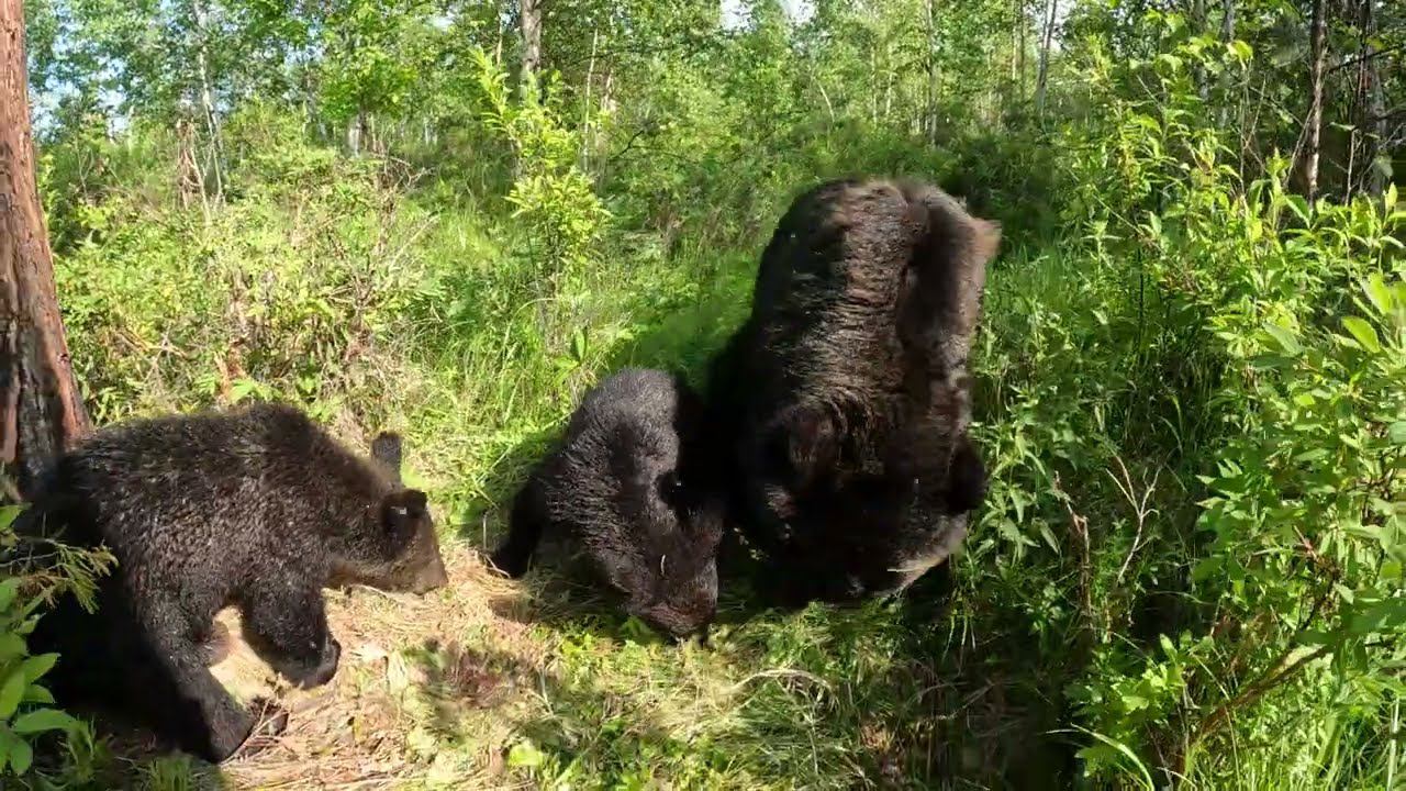 Медвежата изучают медвежью азбуку. смотреть онлайн