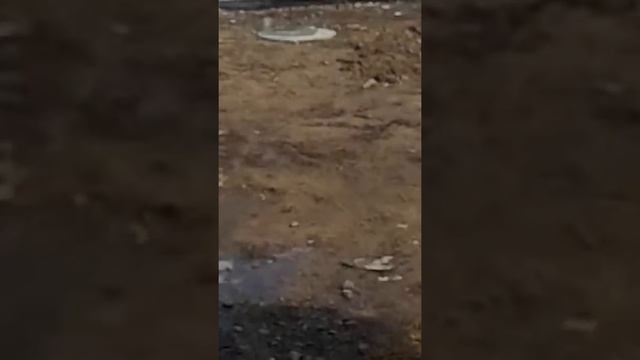 Дикие перепела или тетерева смотреть онлайн
