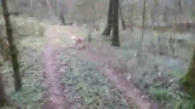 Сойка от Златы и Каюра смотреть онлайн