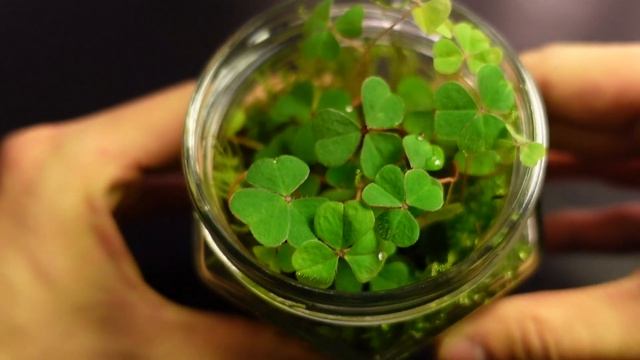 Making A Terrarium For FREE (6 Month Update) смотреть онлайн