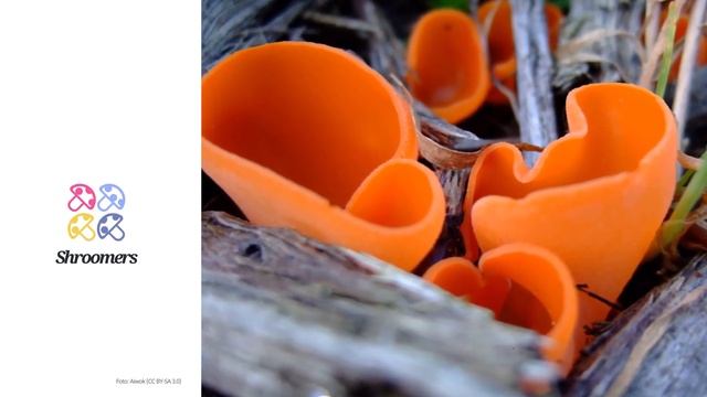 Orangebecherling (Aleuria aurantia) | Klassifikation | Wissenschaftliches Kurzprofil | Shroomers смотреть онлайн