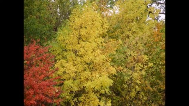 Беречь природу дар бесценный смотреть онлайн