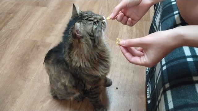 кот лопает оливки смотреть онлайн