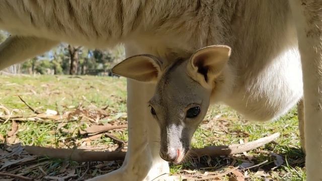 Go Inside a Kangaroo Pouch - Baby Kangaroo ? смотреть онлайн