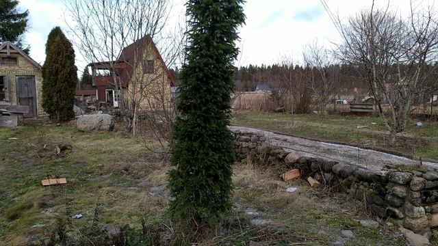 Ель стриженая. Формировка колонной. смотреть онлайн
