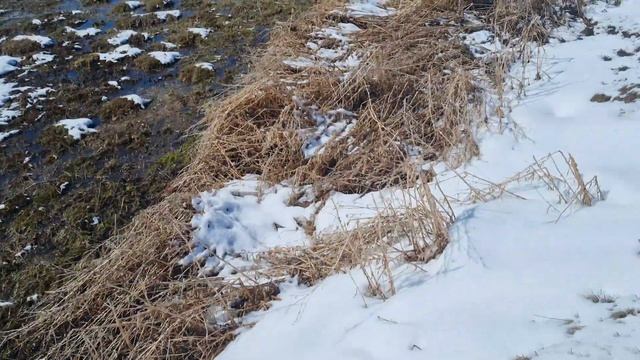 Таласка келдик 25.03.22 форельге абдан ылайыкту суулар экен ,Таластыктар алга) смотреть онлайн
