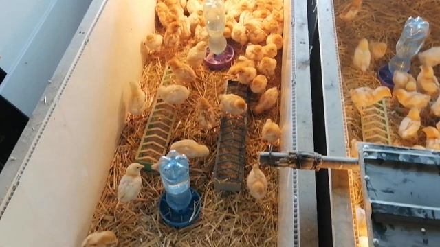 Что нового у цыплят Ломан Браун? смотреть онлайн