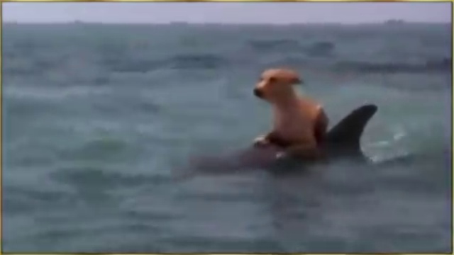 Случай с Акулой, Собакой и Дельфином! смотреть онлайн