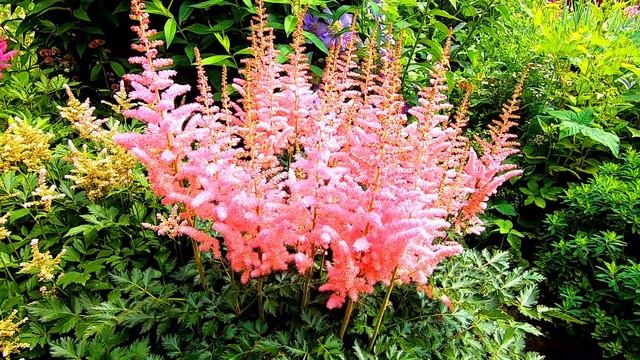 Неприхотливые многолетние цветы в моем саду в июле смотреть онлайн