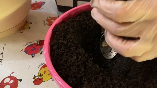 Выращивание огурцов дома в горшках. Процесс пересадки смотреть онлайн