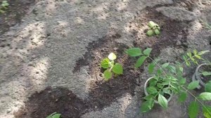 Эводия Даниэля из семян, результаты проращивание