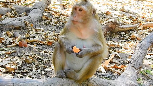 I feel happy to have met before this sad monkey смотреть онлайн