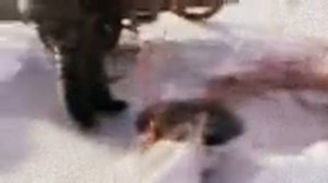 По Каспийскому морю