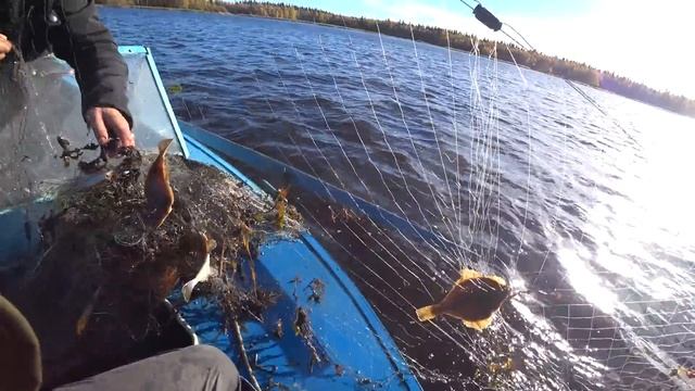 ПОЛНЫЕ СЕТКИ МОРСКОЙ РЫБЫ В РЕЧКЕ!! смотреть онлайн