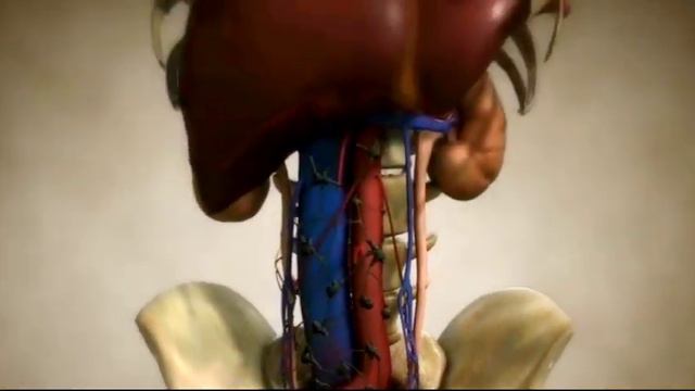 Рак мочевого пузыря смотреть онлайн