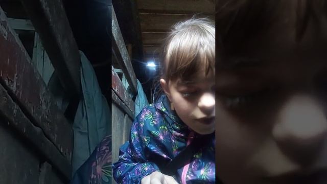 Определение пола котят смотреть онлайн