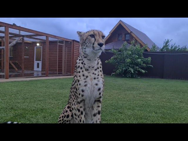 Няня для гепарда / Nanny For Cheetah