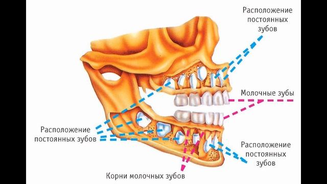 09. Молочные зубы ребенка смотреть онлайн