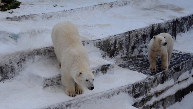 Мишки рады угощенью. смотреть онлайн