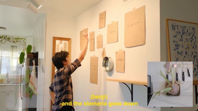 Apartment Makeover 🏡 ep. 2 - staghorn fern gallery wall, art with plants смотреть онлайн