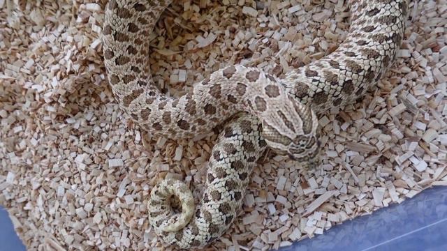 Could my Hognose Snake that I bought as a normal be an Arctic? смотреть онлайн