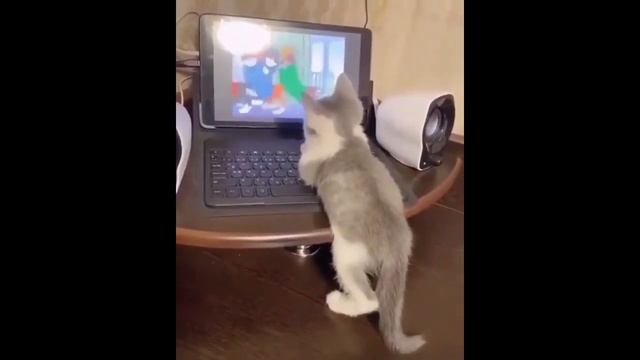 Лучшие приколы о кошках смотреть онлайн