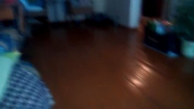 Любимец играет в мяч=-D смотреть онлайн
